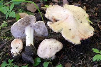Stora vit-beige svampar som ligger på marken i skogen