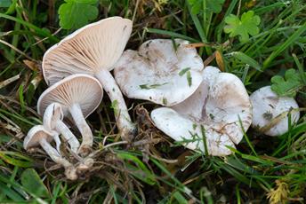 Vita svampar som ligger i gräset