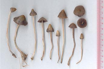 Smala små svampar med beige fot och brun toppig hatt