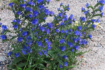 Växt med blå blommor och gröna blad.