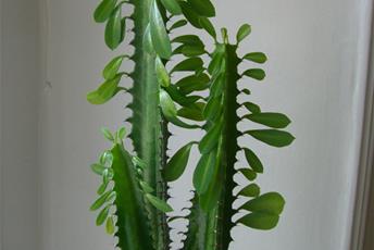 Kaktuslik krukväxt med vit växtsaft