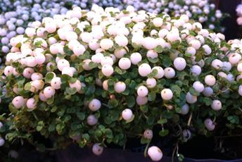 Krukväxt med små gröna blad och många små vita bär.