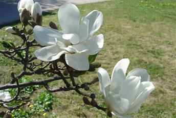 Litet träd med blommor, ofta vita, som blommar på var kvist.