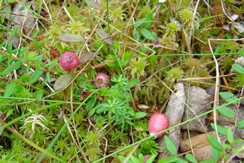 Ljusrosa-lila avlånga bär med lång smal brun stjälk som växer på mossa. 