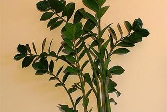 Växt med höga stjälkar och tjocka blad. 