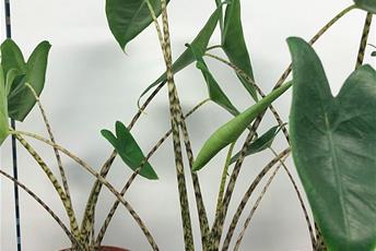 Grön växt med långa randiga stjälkar