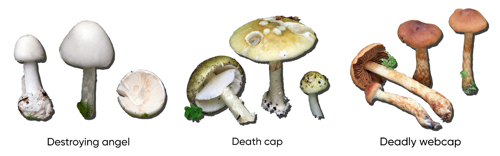 Exposed image of the destroying angel, the death cap and the deadly webcap