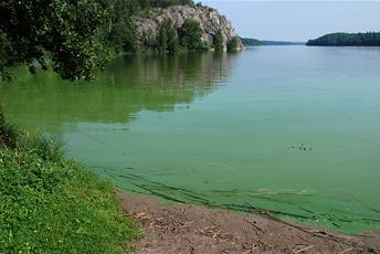 Strand med grönt vatten