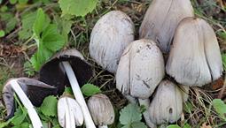 Grå svamp med vit fot som växer i klump
