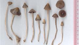 Smala små svampar med beige fot och brun toppig hatt