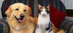 En hund och en katt ligger bredvid varandra på en soffa.