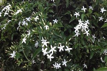 Grön växt med vita stjärnformade blommor