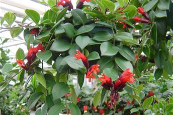 Hängväxt med röda blommor och gröna blad.