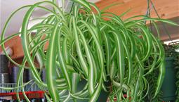 Hängväxt med långa smala gröna och vitrandiga blad.