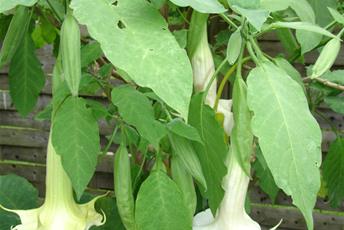 Växt med stora gröna blad och vita, avlånga klocklika blommor. 