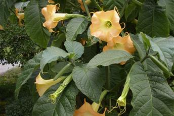 Växt med stora gröna blad och aprikosa, avlånga klocklika blommor.
