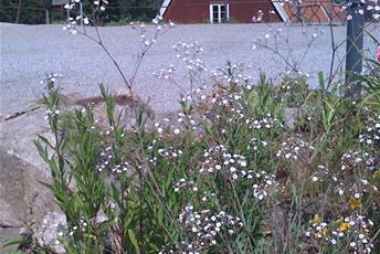 Utomhusväxt med smala blad och många små vita blommor.