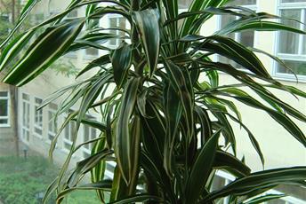 Stor krukväxt med gröna avlånga blad som utgår från en stam.