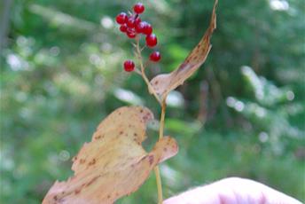 Liten växt med hjärtformade blad och små röda bär.