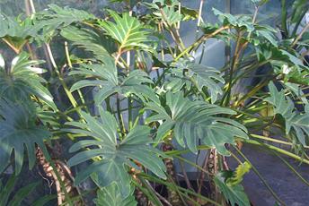 Stor krukväxt med stora flikiga blanka gröna blad.