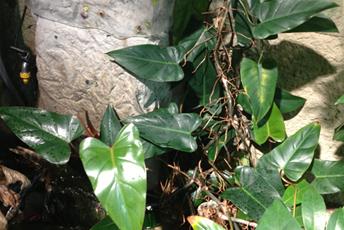 Krukväxt med stora blanka gåsfotliknande gröna blad.