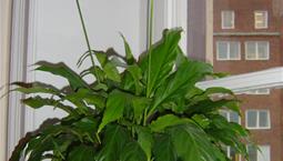 Krukväxt med gröna blad och en vit blomma med kolv på en hög stjälk.