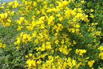 Buske med många gula blommor.