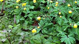 Marktäckande grön växt med gula blommor
