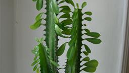 Kaktuslik krukväxt med vit växtsaft