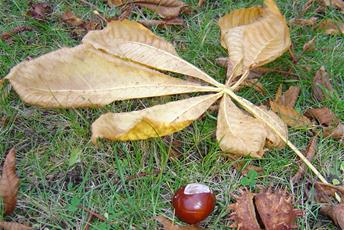 Ett visset blad och en brun kastanj samt dess taggiga skal.