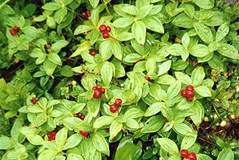 Växt med gröna blad och röda bär.