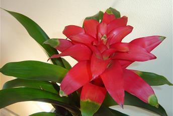 Krukväxt med hårda långa taggiga blad och en röd stor blomma.