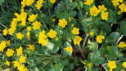Låga utomhusväxter med gröna blad och gula blommor.