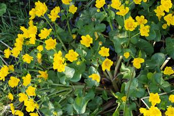 Låga utomhusväxter med gröna blad och gula blommor.