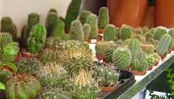 Bord med många små kaktusar