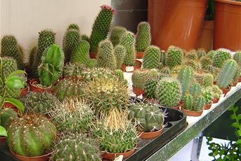 Bord med många små kaktusar