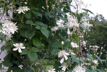 Klängväxt med vita blommor och gröna blad. 