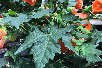 Krukväxt med orangea blommor och gröna blad.