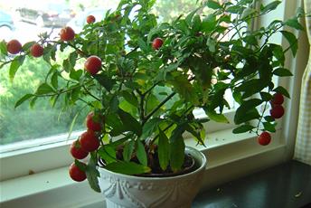 Krukväxt med gröna blad och röda bär.
