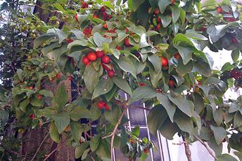 Buske eller träd med gröna blad och röda bär