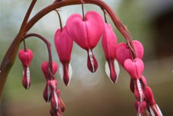 Kvist med rosa hjärtformade blommor