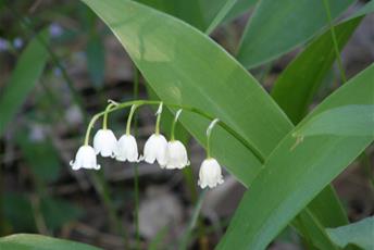 Gröna blad med klase med små vita blommor