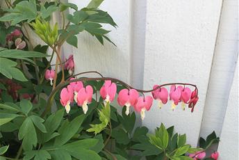 Rabattväxt med rosa hjärtformade blommor