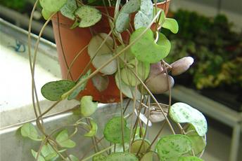 Krukväxt med grönspräckliga små hjärtformade blad som sitter på lång hängande stjälk.