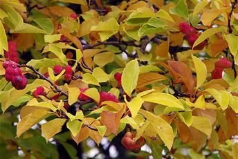 Litet träd med röda frukter och gulbruna löv.