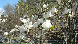 Litet träd med blommor, ofta vita, som blommar på var kvist.