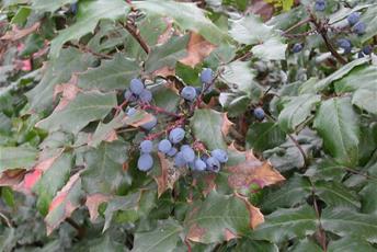 Buske med glansiga blad och blå bär