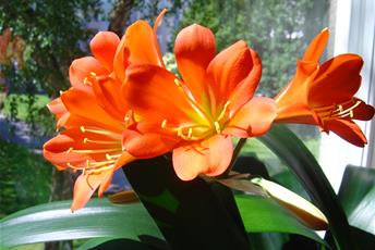 Stora orangea blommor på krukväxt