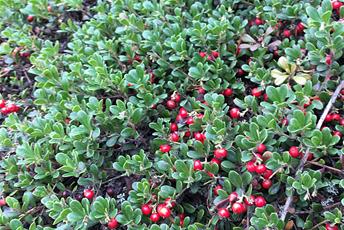 röda bär som liknar lingon och gröna blad.