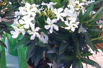 Krukväxt med gröna lansettlika blad och vita blommor.